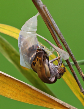 Southern Pearly-Eye eclosing